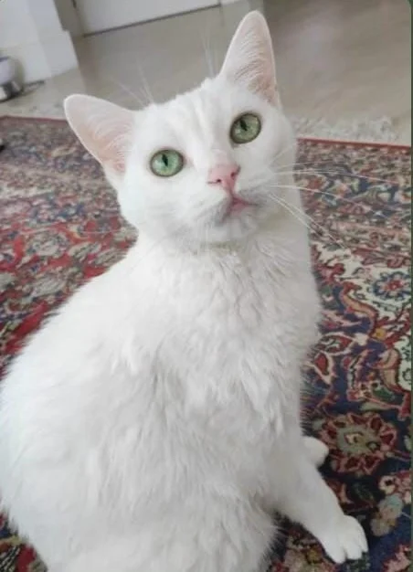 Gata branca atendida pela cat sitter
