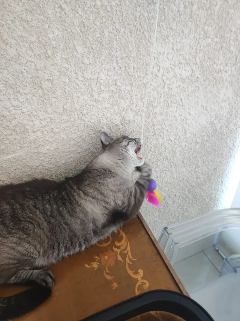 Gato cinza brincando com varinha de penas durante visita de cat sitter em Moema
