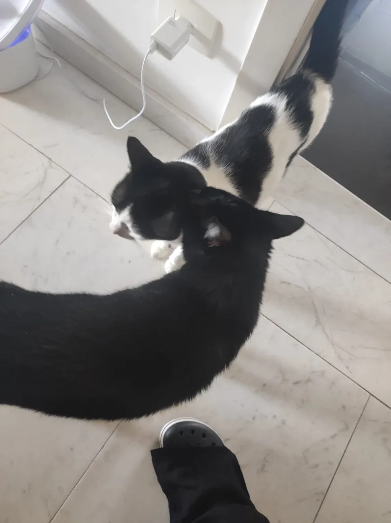 Dois gatos recebendo a cat sitter na porta durante visita em Moema