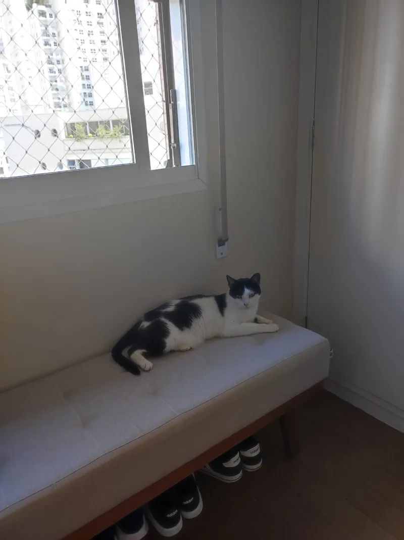 Gato frajola descansando em casa durante visita de cat sitter