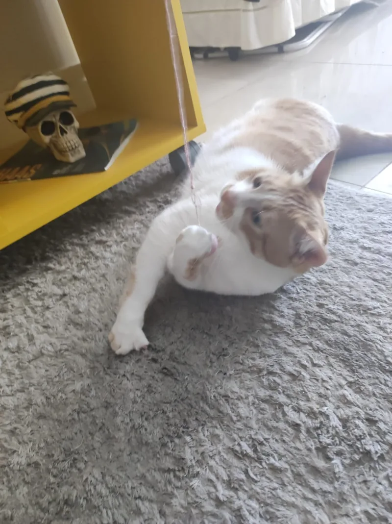 Gato laranja e branco brincando durante visita de cat sitter