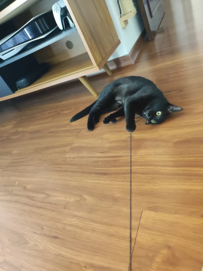 Gato preto brincando com barbante durante visita de cat sitter em Moema