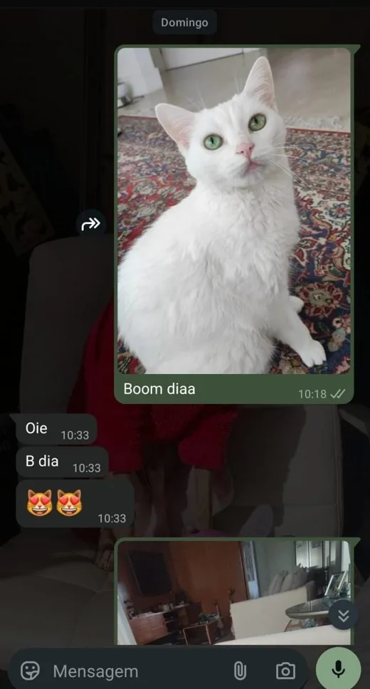 Conversa real no WhatsApp: cat sitter envia foto da gata branca e tutora responde com carinho