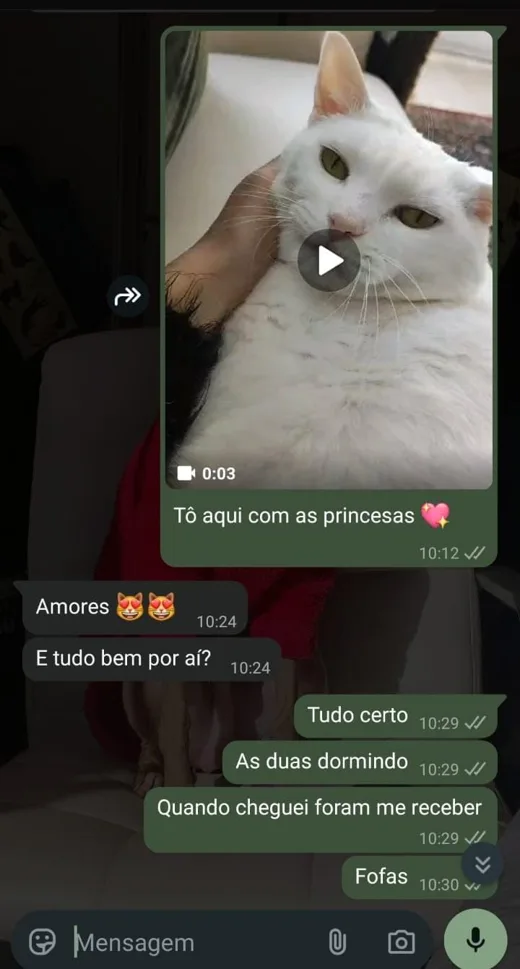 Conversa real no WhatsApp: cat sitter envia vídeo das gatas e avisa que foram recebê-la na porta