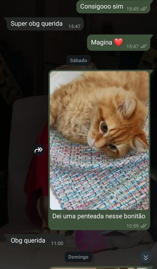 Conversa real no WhatsApp: cat sitter envia foto do gato laranja penteado e tutora agradece